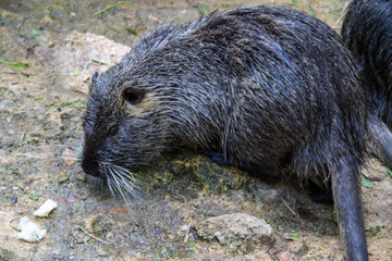 Coypu (Myocastor coypus) or nutria