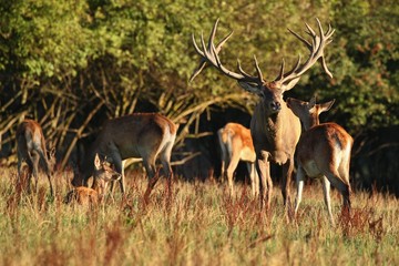 Red deer male with his group during the deer rut in the nature habitat of Czech Republic, european wildlife, wild europa, deer rut, Cervus elaphus.