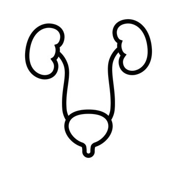 Human Urinary Bladder System With Kidneys, Ureters And Urethra Line Art Vector Icon For Health Apps And Websites