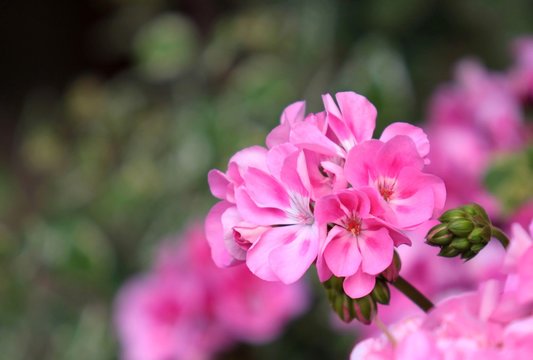 Pink geranium flower in detail. Close up view.