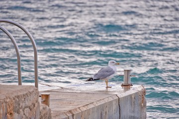 This is a view of seagull by the coast in Krk, Croatia.