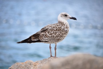 This is a view of seagull by the coast in Krk, Croatia.