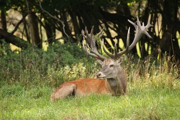 Red deer on the green grass during the deer rut in the nature habitat of Czech Republic, european...