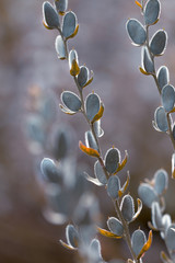 Silberner Herbst © UlrikeAdam