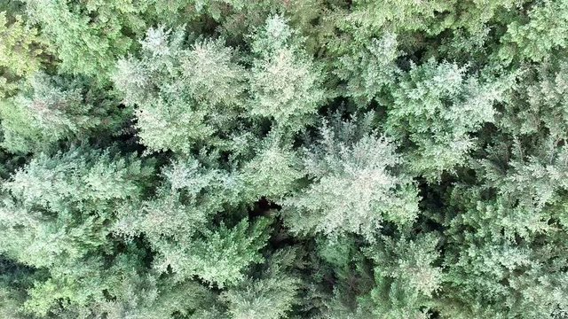 Aerial of a forest in Argyll