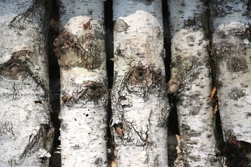 Texture of birch bark on birch logs as natural wooden background