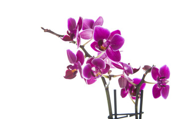 Naklejka na ściany i meble Orchid isolated on white background.