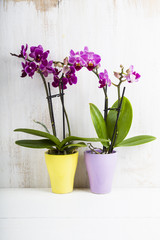Fototapeta na wymiar Two orchids in pots