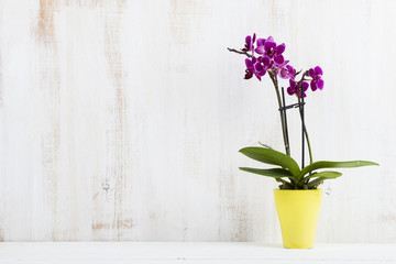 Fototapeta na wymiar Orchid in pot on a wooden table.