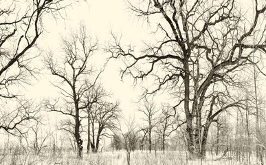 Fototapeta na wymiar oak grove in winter. all in the snow