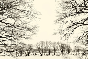 oak grove in winter. all in the snow