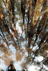 Fototapeta premium Fall landscape in forest