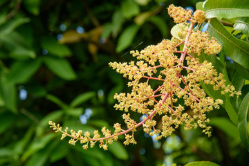 Close up of Mango flowers in a farm, A branch of inflorescence mango flowers. © montri1234