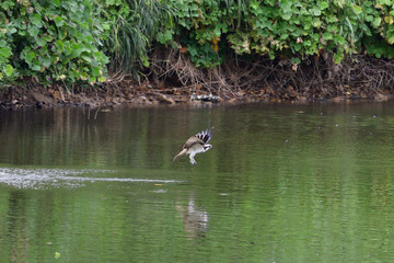 osprey