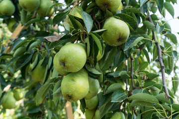 Ripe green yellow pears on the branch before harvesting, autumn time