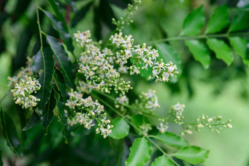 Close up of Neem flowers or Azadirachta indica flowers. A branch of inflorescence Neem flowers or Azadirachta indica flowers.