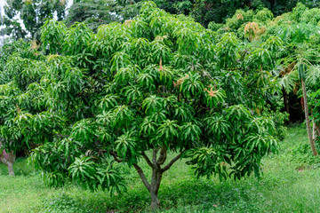 Mango tree in farm.