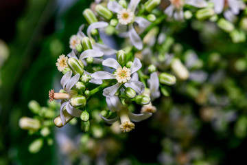 Close up of Neem flowers or Azadirachta indica flowers. A branch of inflorescence Neem flowers or Azadirachta indica flowers.