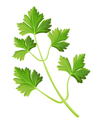 Parsley isolated on white photo-realistic vector illustration design element in culinary, cooking ingredient, package decoration, sticker, label.