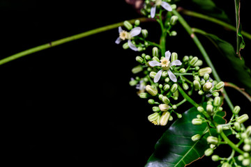 Close up of Neem flowers or Azadirachta indica flowers. A branch of inflorescence Neem flowers or Azadirachta indica flowers.