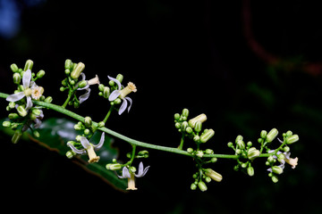 Close up of Neem flowers or Azadirachta indica flowers. A branch of inflorescence Neem flowers or Azadirachta indica flowers.