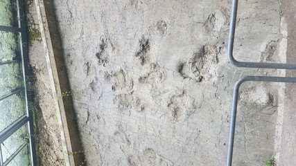 dinosaurier Spuren