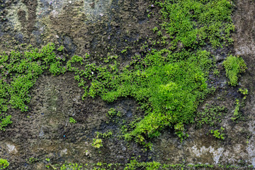 Photo of a bright green moss on an old stone wall. Texture or background of grunge wall with green moss.