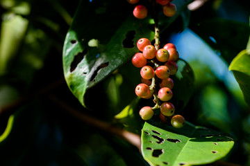 Fresh antidesma thwaitesianum fruit. Fresh red berry with green leaves in nature.