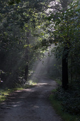 Sonnenstrahlen durch das Blätterdach im Teutoburger Wald