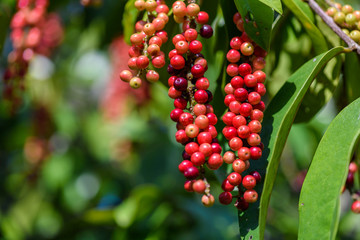 Fresh antidesma thwaitesianum fruit. Fresh red berry with green leaves in nature.