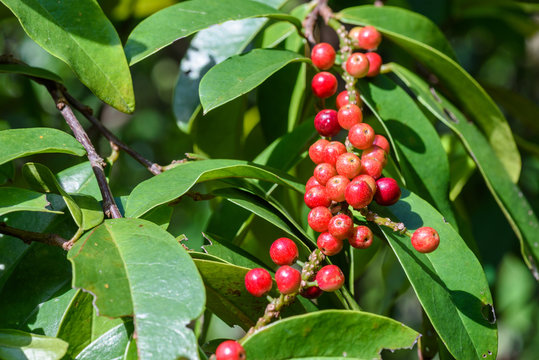 Fresh antidesma thwaitesianum fruit. Fresh red berry with green leaves in nature.