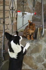 кошка с собакой играют вместе 