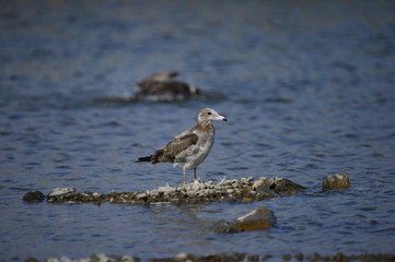 The sea bird