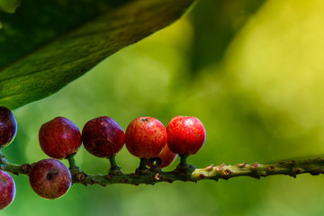 Fresh antidesma thwaitesianum fruit. Fresh red berry with green leaves in nature.