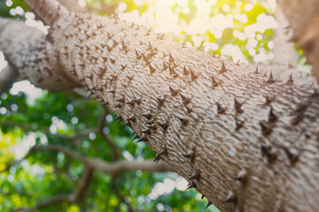 Arbre épineux de Bombax ceiba épine pointue gros plan à l& 39 arbre se prélasser dans la nature plante
