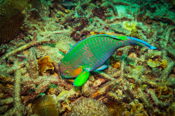 Naklejka na ściany i meble Parrotfish on a reef