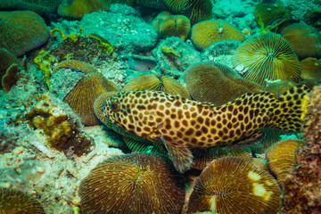 Fototapeta premium Fish on a reef