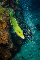 Naklejka na ściany i meble Fish on a reef