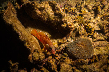 Fish on a reef