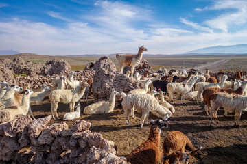 Lamas herd in Bolivia