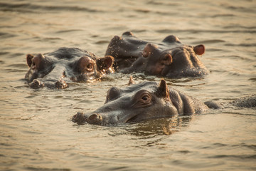 Fototapeta premium Hippopotomus in Chobe National Park