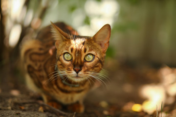 Кошка бенгальская охотится