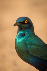 Greater Blue-eared Starling