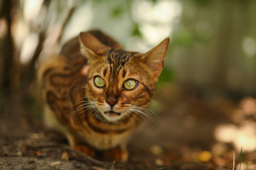 Кошка бенгальская охотится