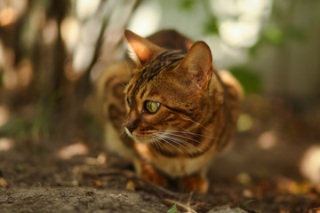 Кошка бенгальская охотится