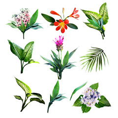 Tropical plants. Watercolor illustration.