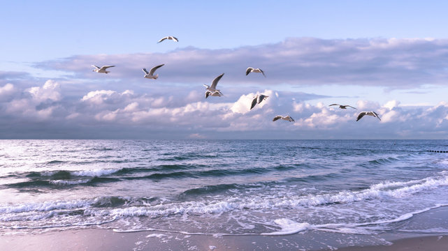 m&ouml;wen &uuml;ber der st&uuml;rmischen ostsee