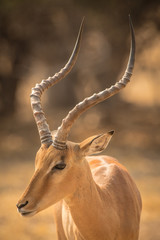 Herd or Ballet of Impala