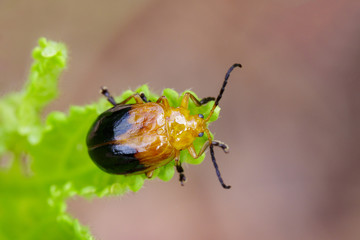 Image of Twin-spotted Beetle (Oides andreweisi) on green leaves. Insect Animal