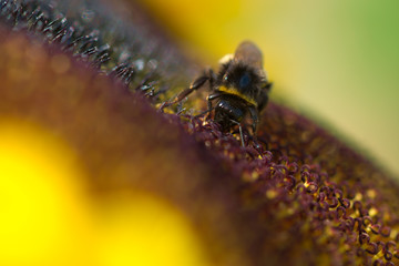 fleißige Hummel